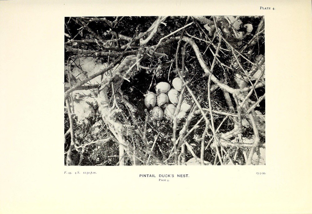 Eggs! Three summers among the birds of Russian Lapland by Henry J. Pearson from the Biodiversity Heritage Library is licensed under CC 2.0.